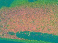 IMGP2862 edited (Medium)